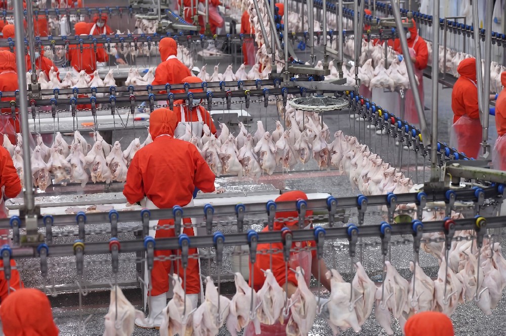 Slaughterhouse and Breeding Conveyor Solution